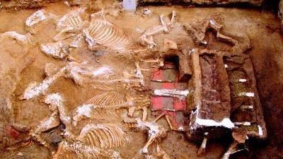 秦始皇祖母墓曝光　見「1動物」專家驚呆