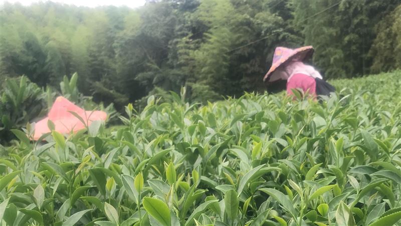 獨／茶農吐心聲：國土新法別淪政治鬥爭！