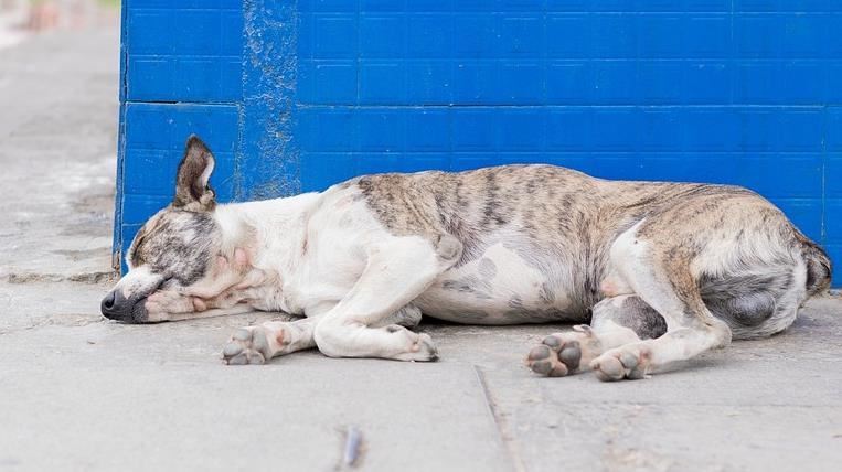 狗狗也有「安妮」　獸醫示範毛小孩CPR