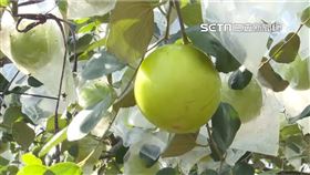 雪蜜棗掃到颱風尾產量少1/4 農民:不敢漲價