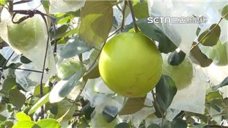 雪蜜棗掃到颱風尾產量少　農民：不敢漲價