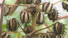 蓖麻毒素若製生化武器　專家：無解毒劑（2）美國媒體報導，美國當局攔截到一封寄往白宮的信件，內含致命蓖麻毒素（Ricin）。毒物科醫師顏宗海說，製成生化武器的蓖麻毒素，目前沒有解毒劑，一定劑量會致死，毒害人體方式有口服、吸入、注射。圖為蓖麻種子。（農委會花蓮區農改場提供）中央社記者楊淑閔傳真　109年9月20日