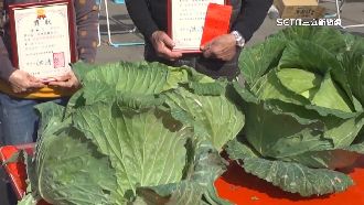 聽飛機聲長大！澎湖「巨高麗菜」冠軍出爐