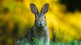 兔子。（圖／翻攝自pexels）