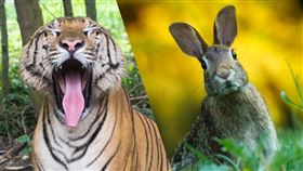 兔子。（圖／翻攝自pexels）