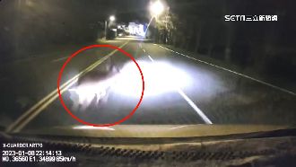 砰！梅花鹿闖馬路撞車　車損墾管處可理賠