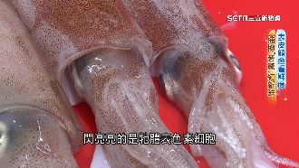 卷卷家族來拜年　小卷、透抽越紅越新鮮