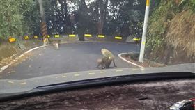 獼猴活春宮
圖/翻攝自爆廢公社