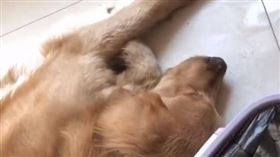 出借愛犬慘遭賣掉，好友竟回應「要不我給你錢」。（圖／翻攝自翻攝自搜狐千里眼微博）