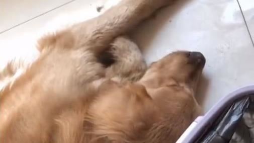 出借愛犬竟慘遭販賣！惡劣友：要不給你錢
