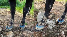 （圖／翻攝自爆廢公社）