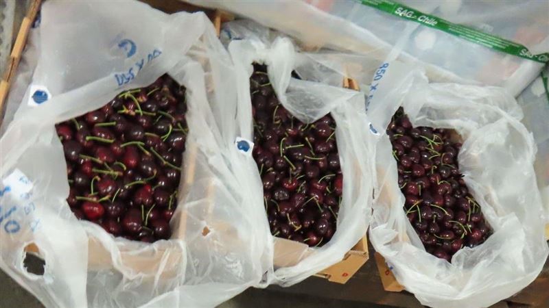 智利櫻桃全押注中被害慘 果農虧本含淚賣