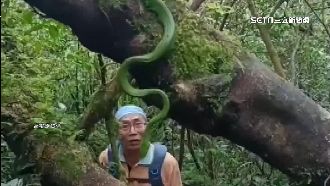 登山十多年　他在屏東驚見「夢幻之蛇」