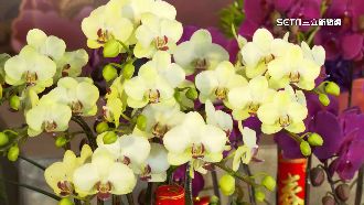 買花添喜氣！花價變動大　年前漲跌2成內