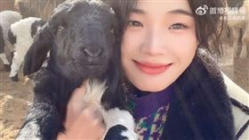 ▲灰太狼的羊。（圖／翻攝自灰太狼的羊的微博）