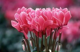 兔年,大年初一,盆栽,新氣象