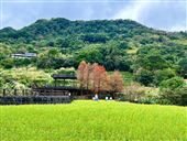 2023樟樹步道　賞花迎新春！
