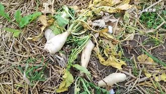 活動未辦被偷拔！公所護蘿蔔「違者報警」