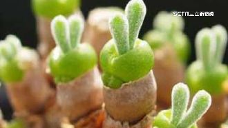 超萌迎兔年！多肉「碧光環」造型像小兔子