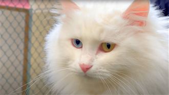 畫面曝光！這種貓一隻「8百萬元美金」