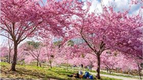 武陵農場櫻花季，雄獅旅遊提供