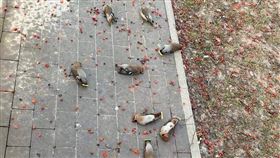 波蘭的人行道上出現大量鳥屍。（圖／翻攝自Reddit）