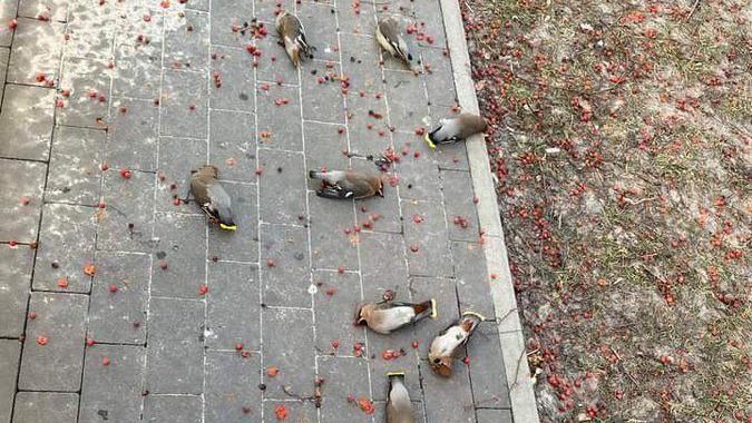 人行道滿地翻肚鳥屍　真相竟是集體醉倒