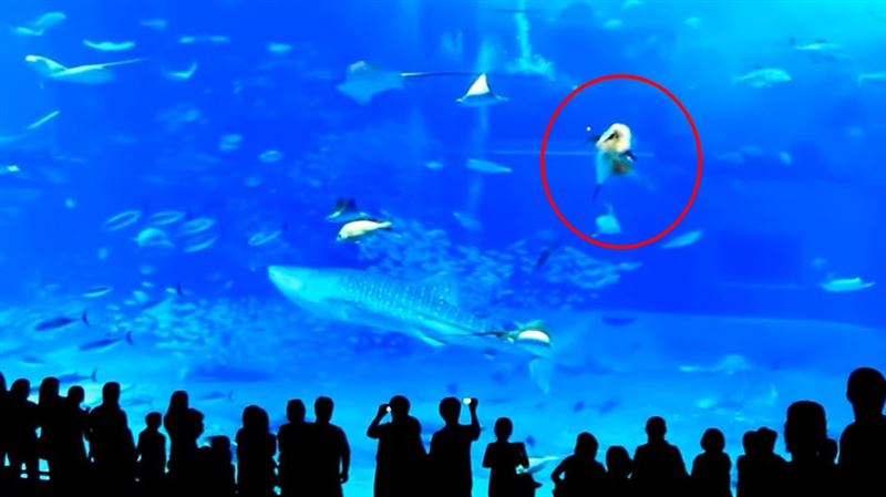 台灣|影／開閃光燈狂拍！水族館大魚突暴衝「撞玻璃」　頭部爆血當場亡 | 國際 | 三立新聞網  SETN.COM