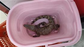 鱷魚,水溝,竄出,餐廳