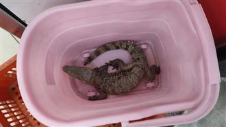 鱷魚從水溝爬進餐廳　民眾嚇死了