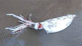 日本鳥取超巨大烏賊（圖／翻攝自SANTEC サンテック Twitter）