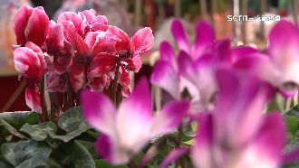 「這盆花」兔年最應景　花瓣像兔耳朵