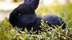 ▲命理師指出黑兔年相對不吉利，對人對事都要十分小心。（圖／翻攝自Pexels免費圖庫）