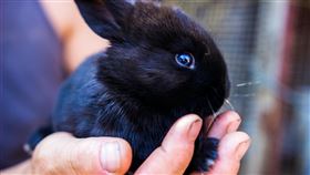 ▲命理師指出2023的兔年是60年一輪的「黑兔年」，相對比較不吉利。（圖／翻攝自Pexels免費圖庫）