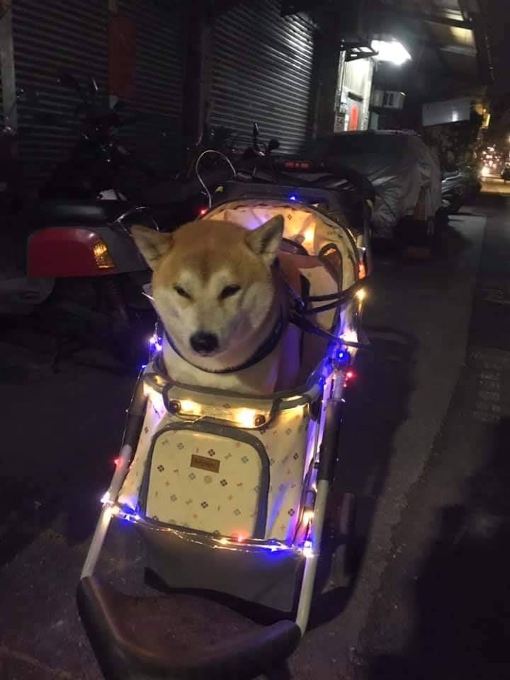 蔡姓飼主幫「布魯」特別打造『阿北風』專車。（圖／蔡姓飼主提供）