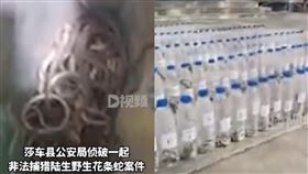 男子趁蛇冬眠時抓捕。（圖／翻攝自《西部決策》）