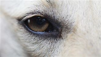 流浪動物≠野生動物　專家說明「差在哪」