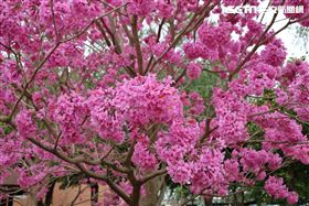 紅花風鈴木,亞洲大學(圖/翻攝畫面)
