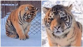 胖虎（圖／翻攝自阿南Talk微博）