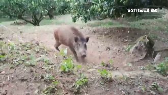 蘭嶼祭「緝捕令」　抓一隻野豬最高領6千