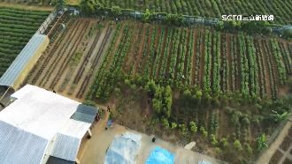 國內最大大麻園　警再逮「教授」製毒師