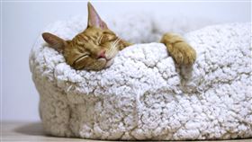 貓跳台,鏟屎官,貓奴,大掃除,省力,清潔(翻攝自 Pexels)