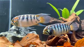 獨／過年不在家「魚怎辦」？魚醫生教4招