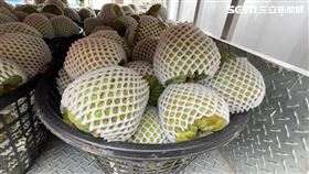 釋迦,崩盤,過年,訂單,果農(記者 王浩原 攝影)