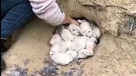中國一名農婦在田裡的土洞，挖出一大窩的小兔子。（圖／翻攝微博）