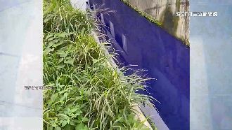 台版「藍色多瑙河」　新竹水圳變藍揪禍首