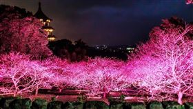 壯觀的粉紅花海融入光影營造出的沉浸式光雕效果。（圖／新北市景觀處提供）