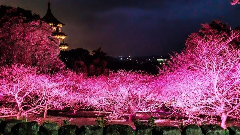 點燈了！天元宮賞夜櫻　櫻花秘境首度公開