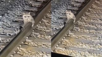 浣熊厭世坐鐵軌　他一看竟是「蛋蛋卡住」