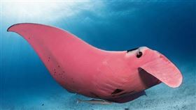 粉色魟魚 圖／翻攝自kristianlainephotography IG